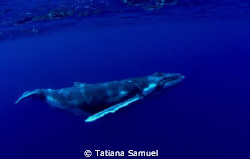 a little calf who runned away from his mum, though the mu... by Tatiana Samuel 